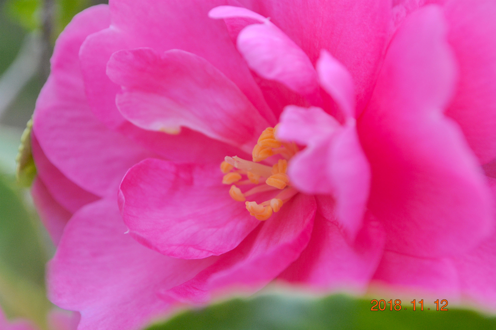 f:id:masatdm1951:20181112162445j:plain