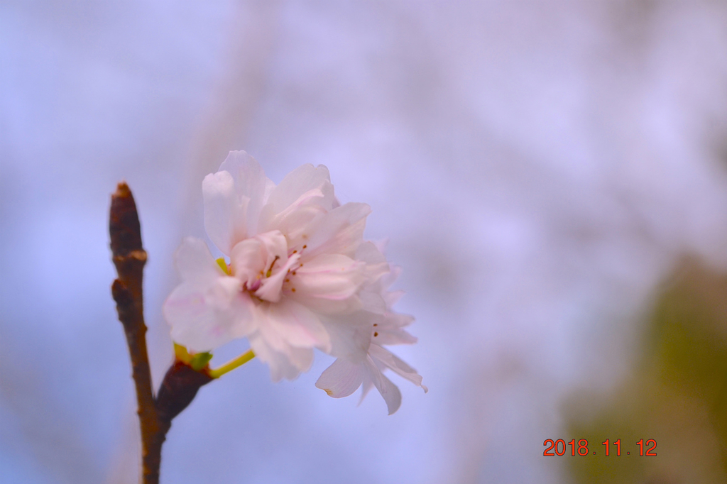 f:id:masatdm1951:20181112162450j:plain