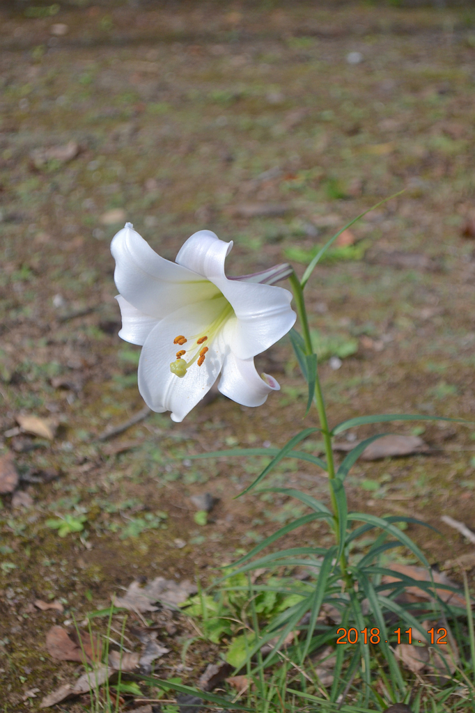 f:id:masatdm1951:20181112162512j:plain