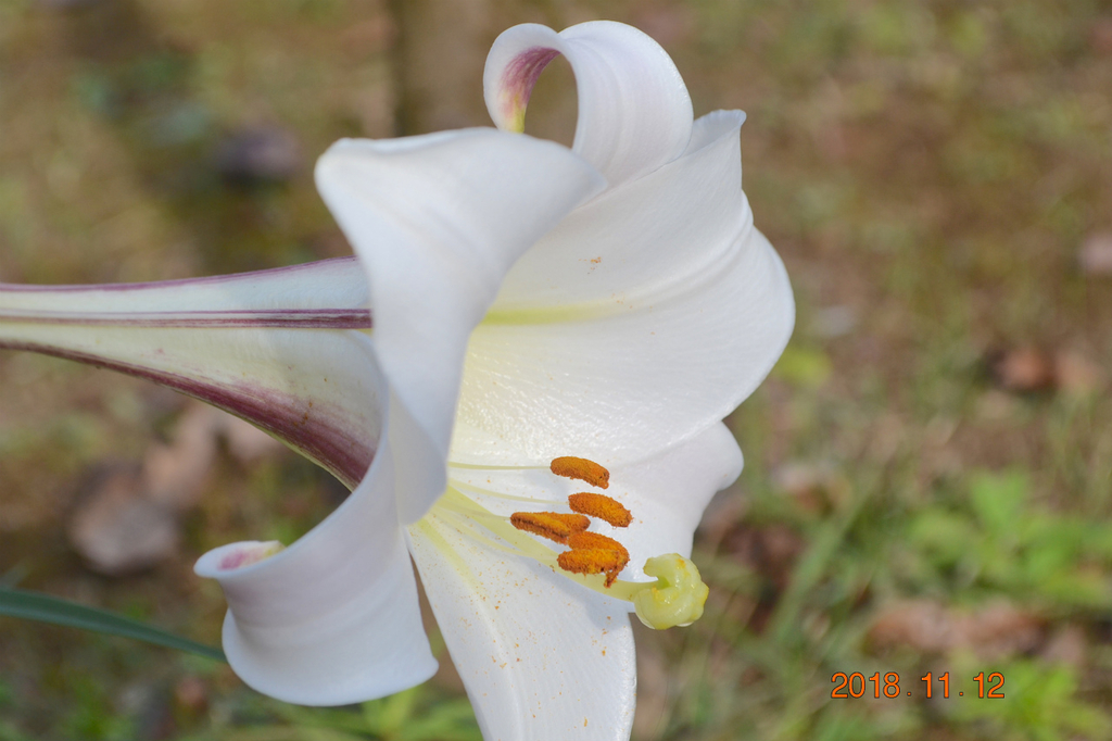 f:id:masatdm1951:20181112162518j:plain