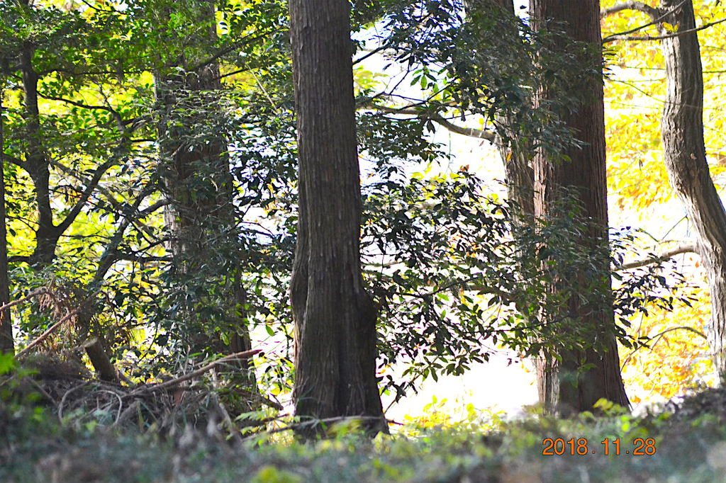 f:id:masatdm1951:20181128161709j:plain f:id:masatdm1951:20181128161709j:plain