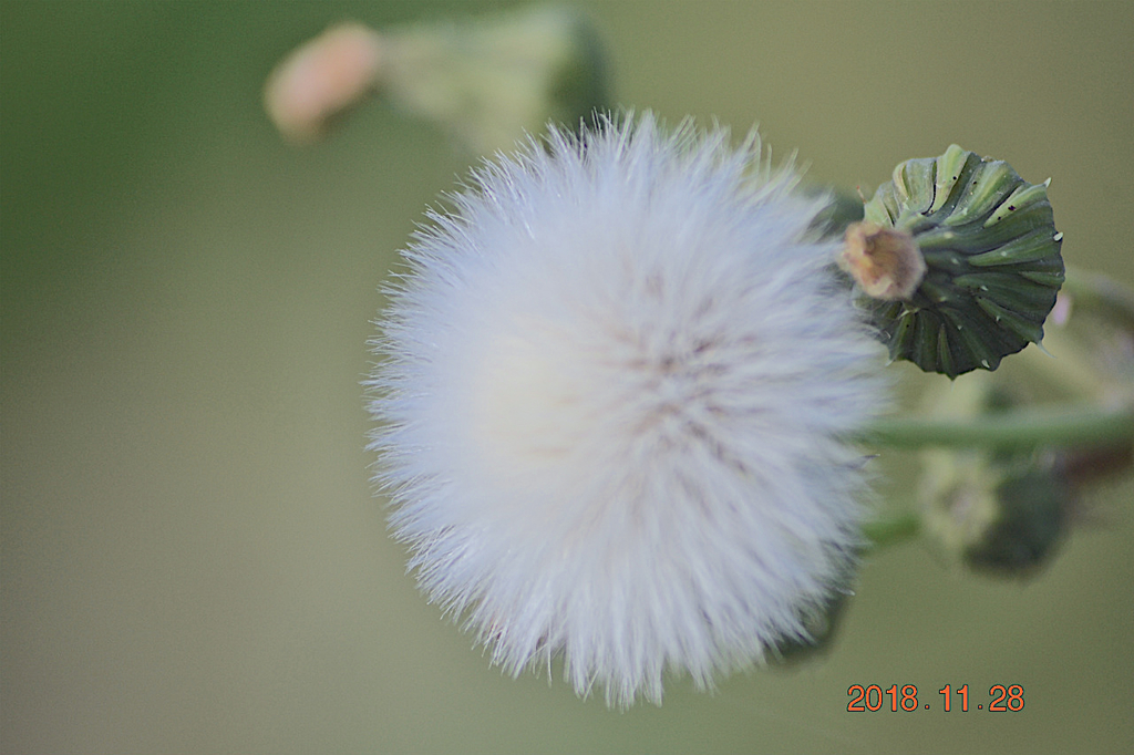 f:id:masatdm1951:20181128161716j:plain f:id:masatdm1951:20181128161716j:plain