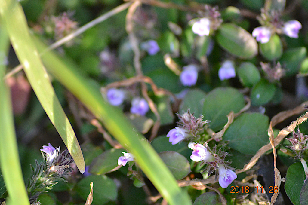 f:id:masatdm1951:20181128161804j:plain f:id:masatdm1951:20181128161804j:plain