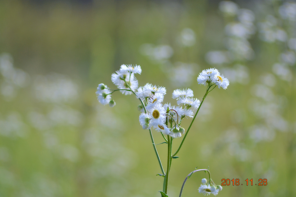 f:id:masatdm1951:20181128161813j:plain f:id:masatdm1951:20181128161813j:plain