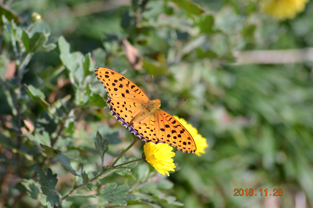 f:id:masatdm1951:20181128161821j:plain f:id:masatdm1951:20181128161821j:plain