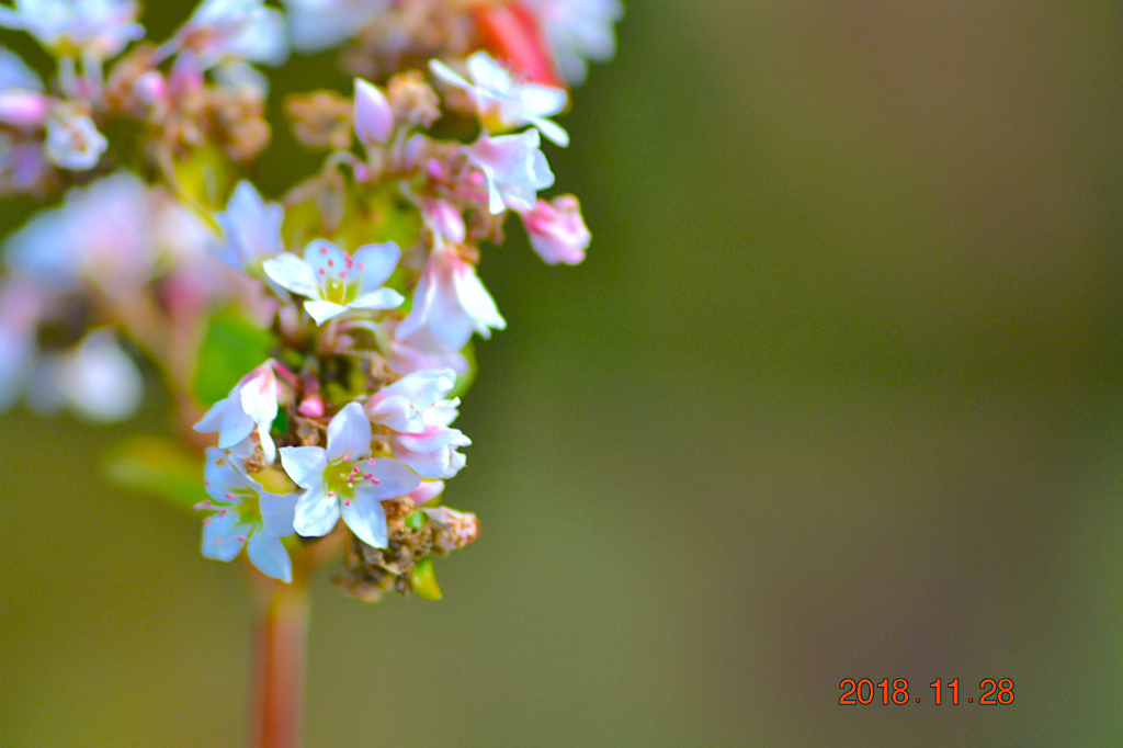 f:id:masatdm1951:20181128161840j:plain f:id:masatdm1951:20181128161840j:plain