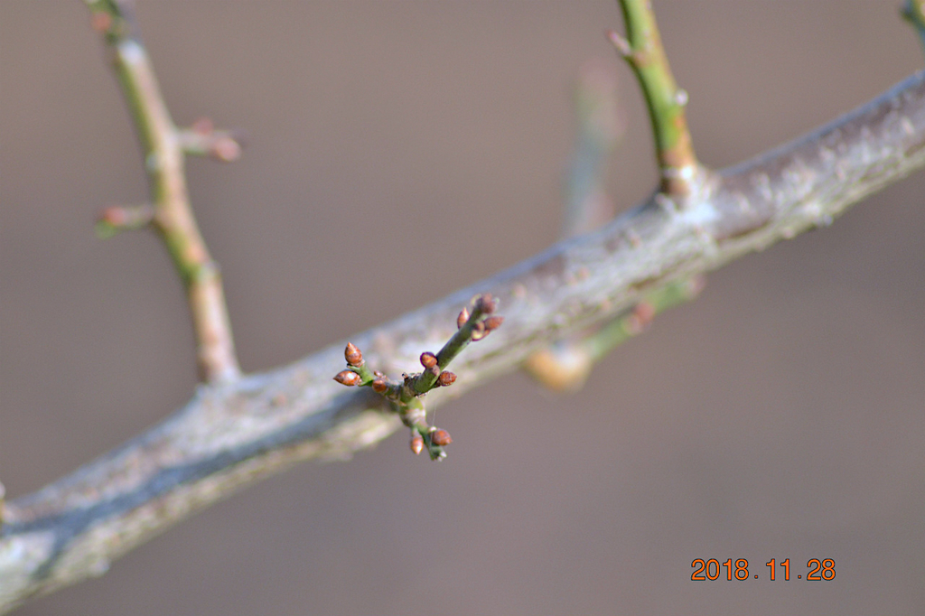 f:id:masatdm1951:20181128161854j:plain f:id:masatdm1951:20181128161854j:plain