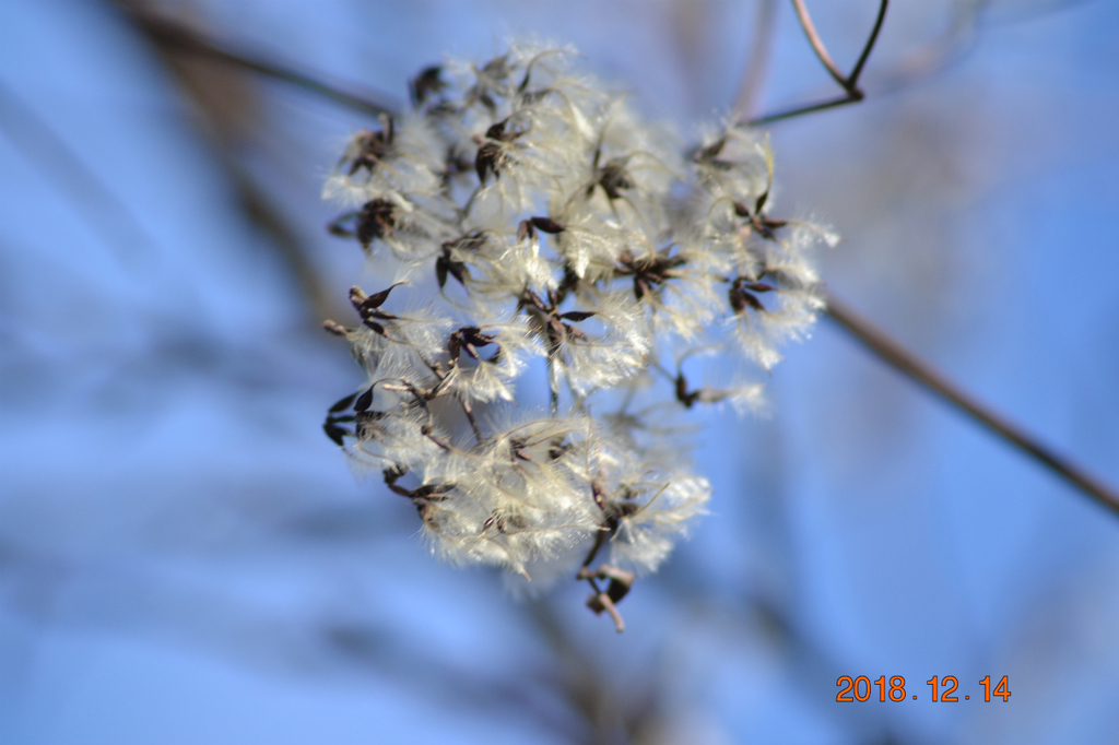 f:id:masatdm1951:20181214150447j:plain