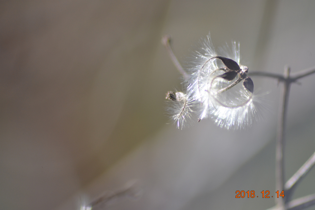 f:id:masatdm1951:20181214150506j:plain