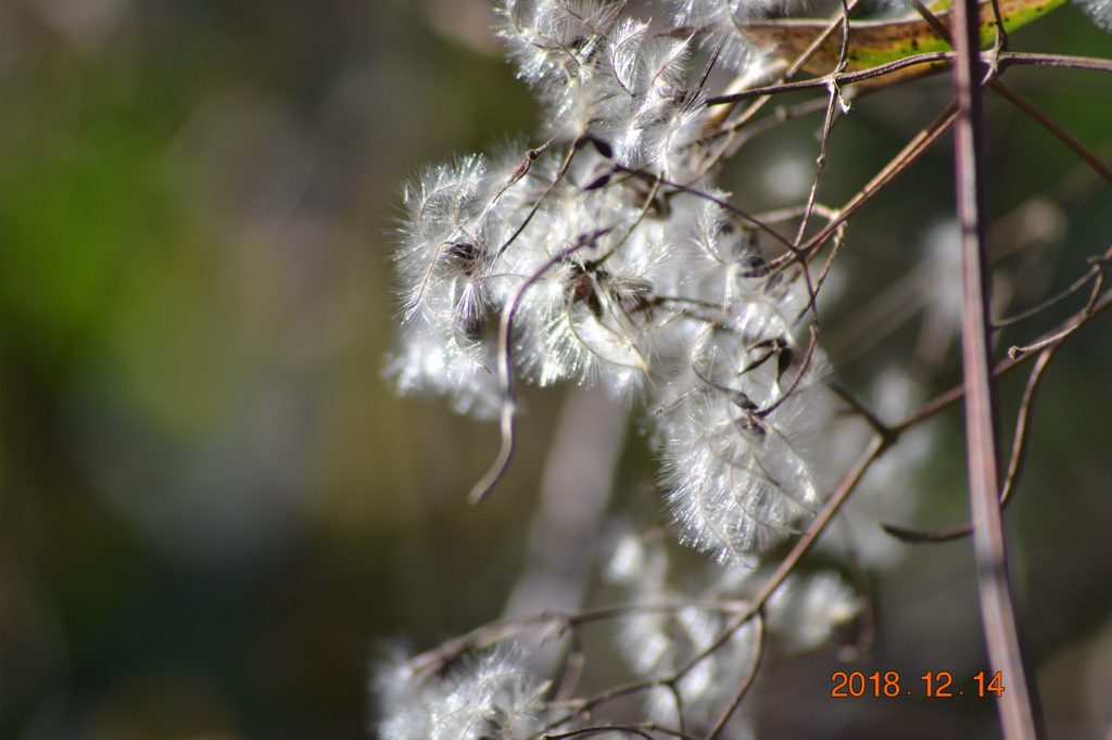 f:id:masatdm1951:20181214150527j:plain