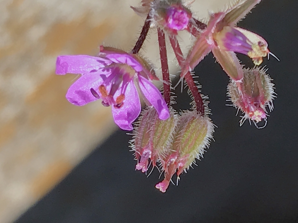 f:id:masatdm1951:20190104122130j:plain f:id:masatdm1951:20190104122130j:plain