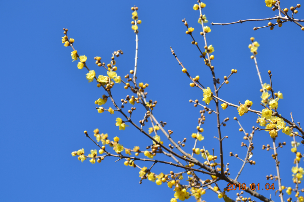 f:id:masatdm1951:20190104150215j:plain f:id:masatdm1951:20190104150215j:plain