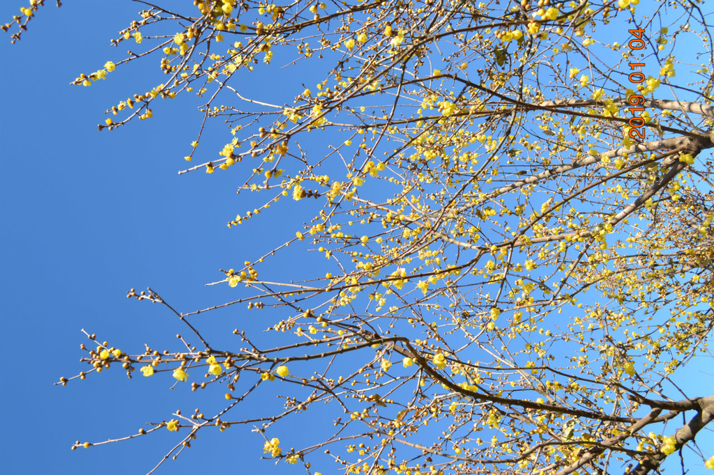 f:id:masatdm1951:20190104150311j:plain f:id:masatdm1951:20190104150311j:plain