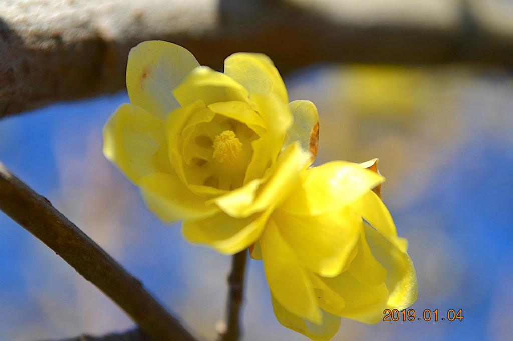 f:id:masatdm1951:20190104150322j:plain f:id:masatdm1951:20190104150322j:plain