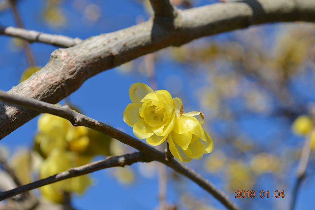 f:id:masatdm1951:20190104150346j:plain f:id:masatdm1951:20190104150346j:plain