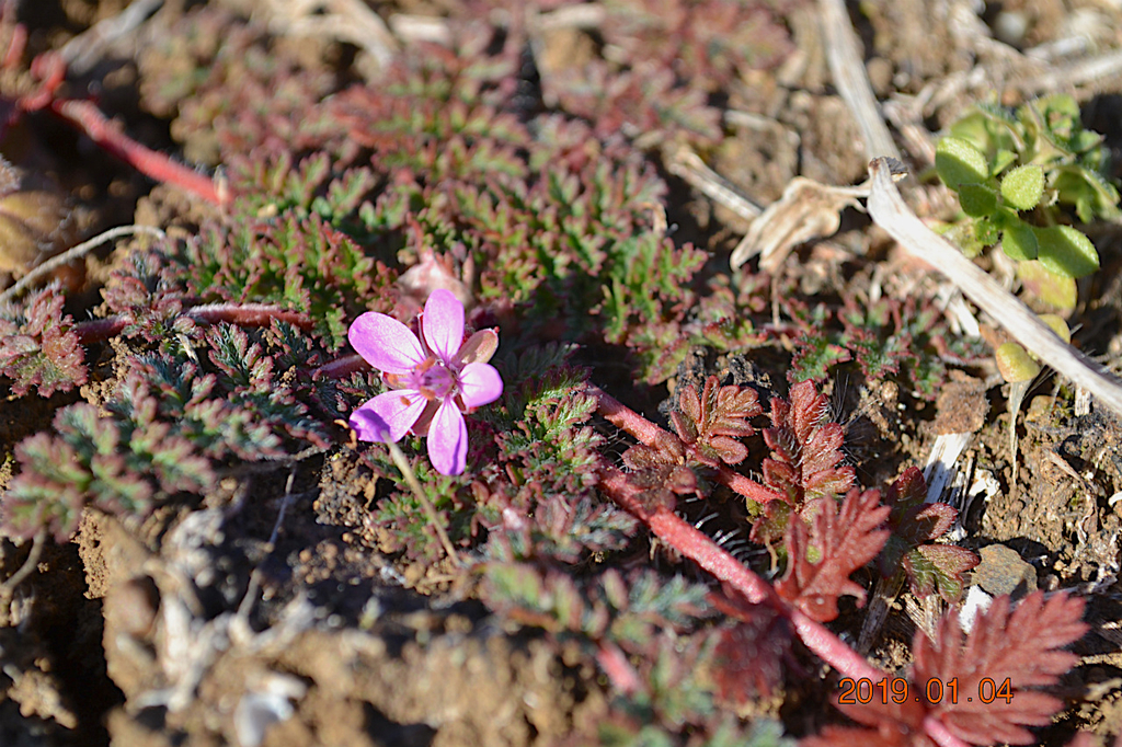 f:id:masatdm1951:20190104151049j:plain f:id:masatdm1951:20190104151049j:plain