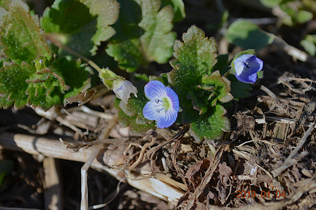 f:id:masatdm1951:20190104151137j:plain f:id:masatdm1951:20190104151137j:plain