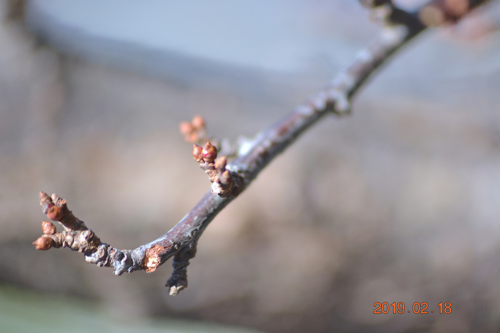 f:id:masatdm1951:20190218085521j:plain