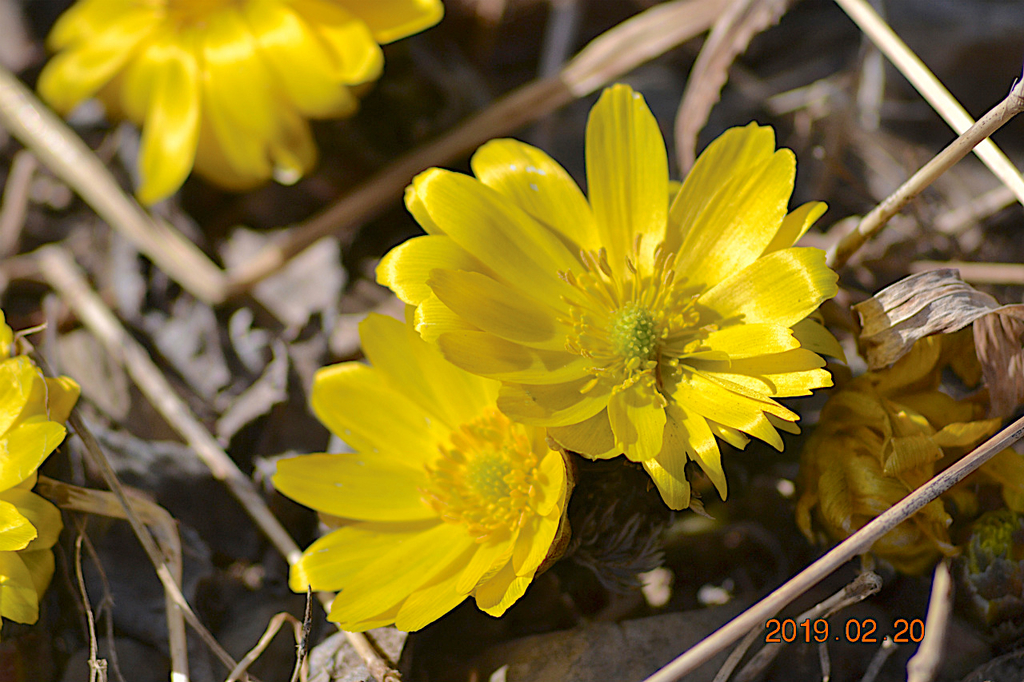 f:id:masatdm1951:20190220142504j:plain