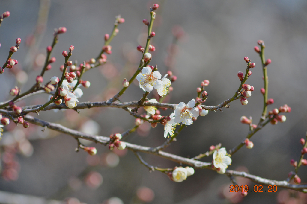 f:id:masatdm1951:20190220142516j:plain