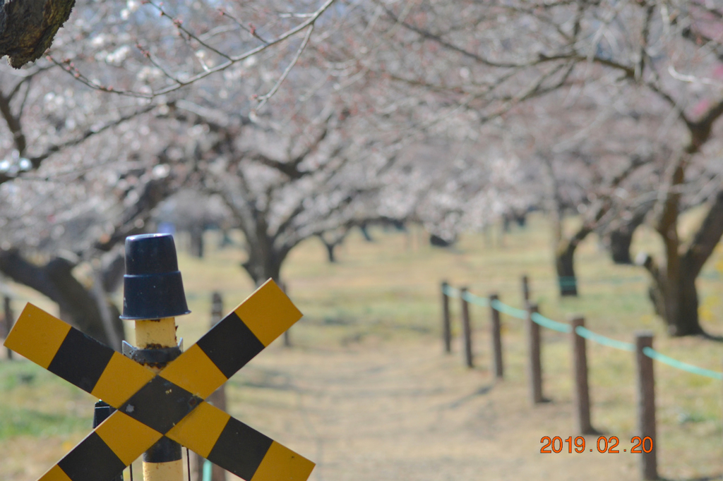 f:id:masatdm1951:20190220142530j:plain