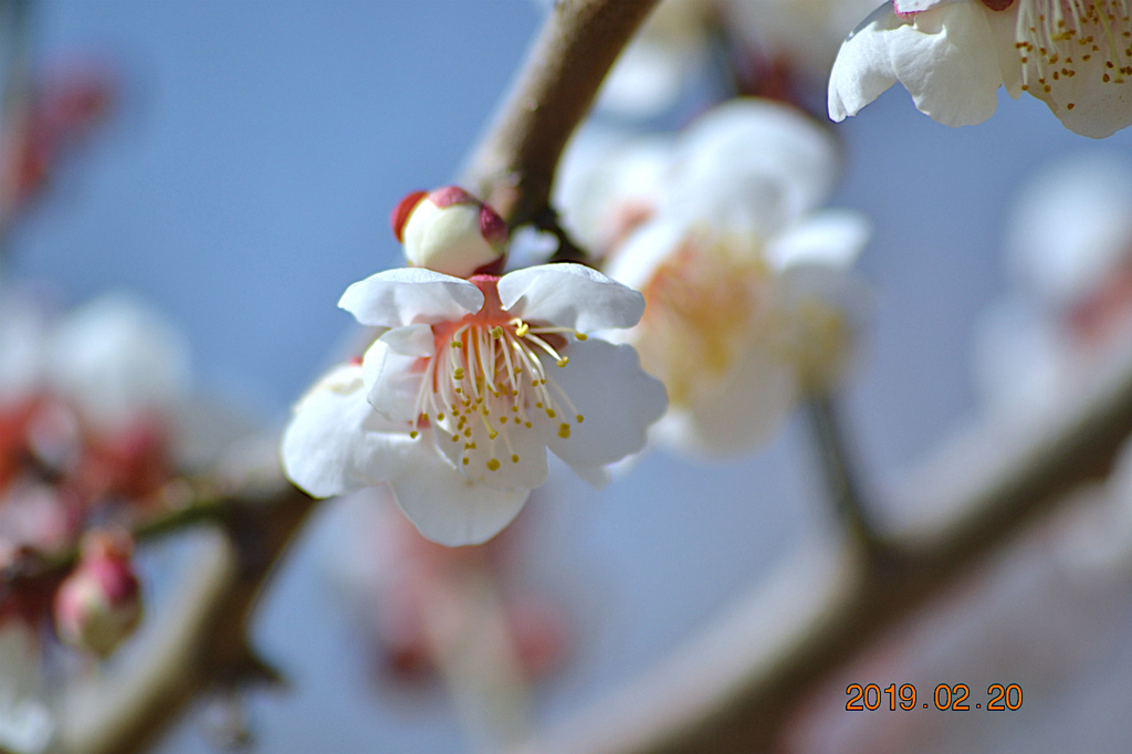 f:id:masatdm1951:20190220142635j:plain