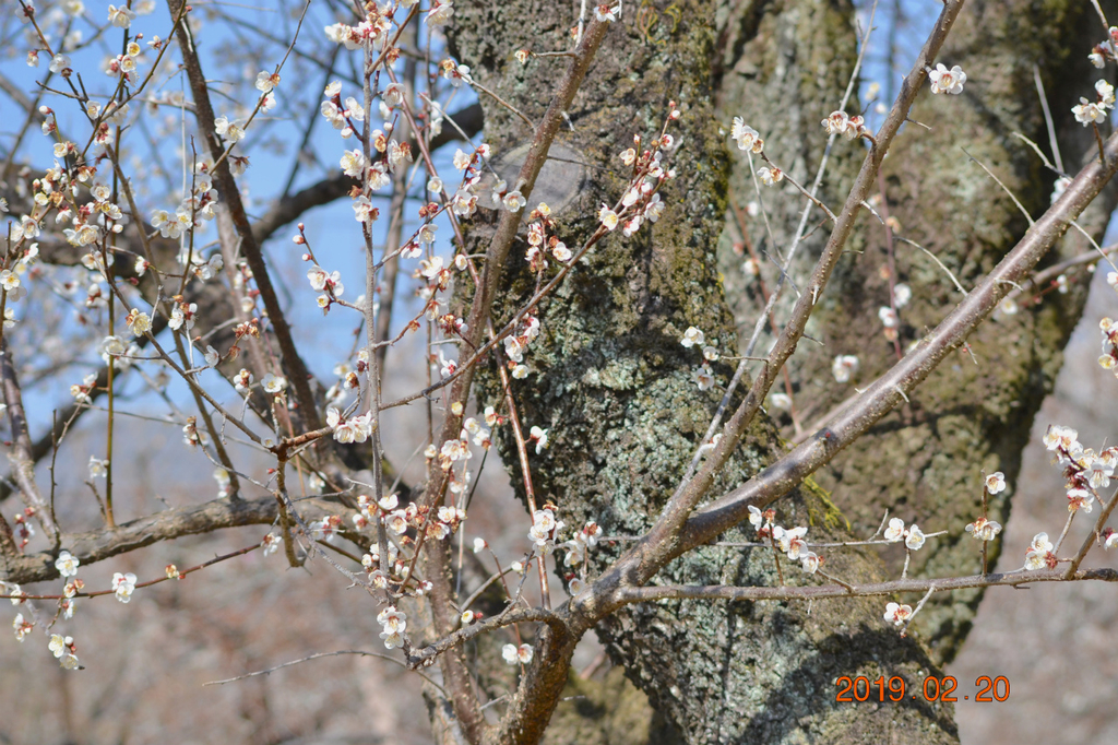 f:id:masatdm1951:20190220142647j:plain