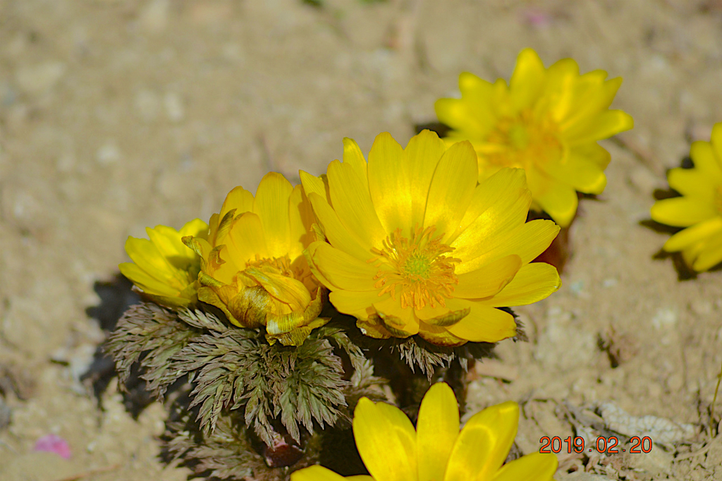 f:id:masatdm1951:20190220142706j:plain