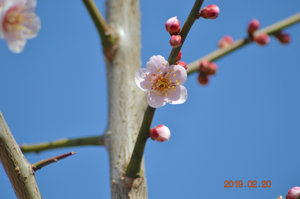 f:id:masatdm1951:20190220142723j:plain