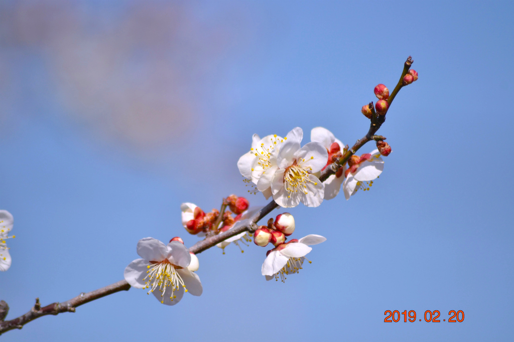 f:id:masatdm1951:20190220142738j:plain