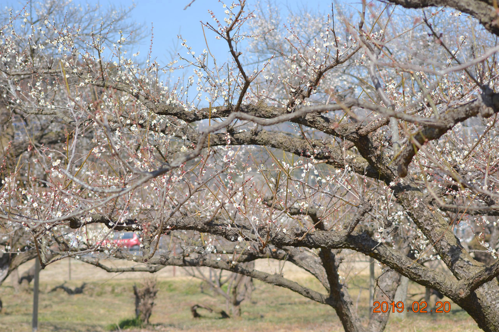 f:id:masatdm1951:20190220142822j:plain