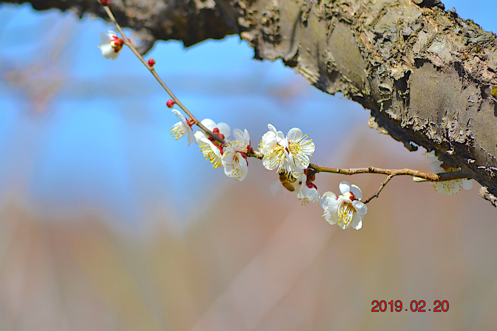 f:id:masatdm1951:20190220142840j:plain