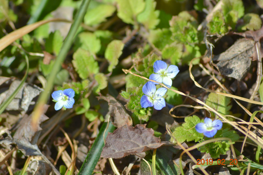 f:id:masatdm1951:20190220142845j:plain