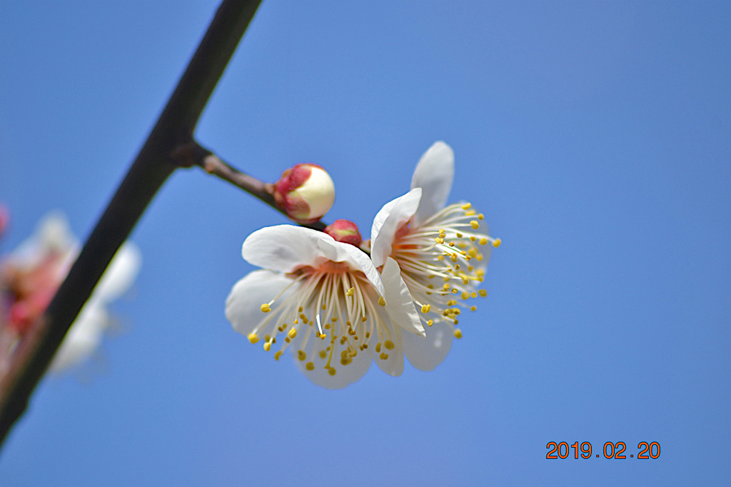 f:id:masatdm1951:20190220142914j:plain