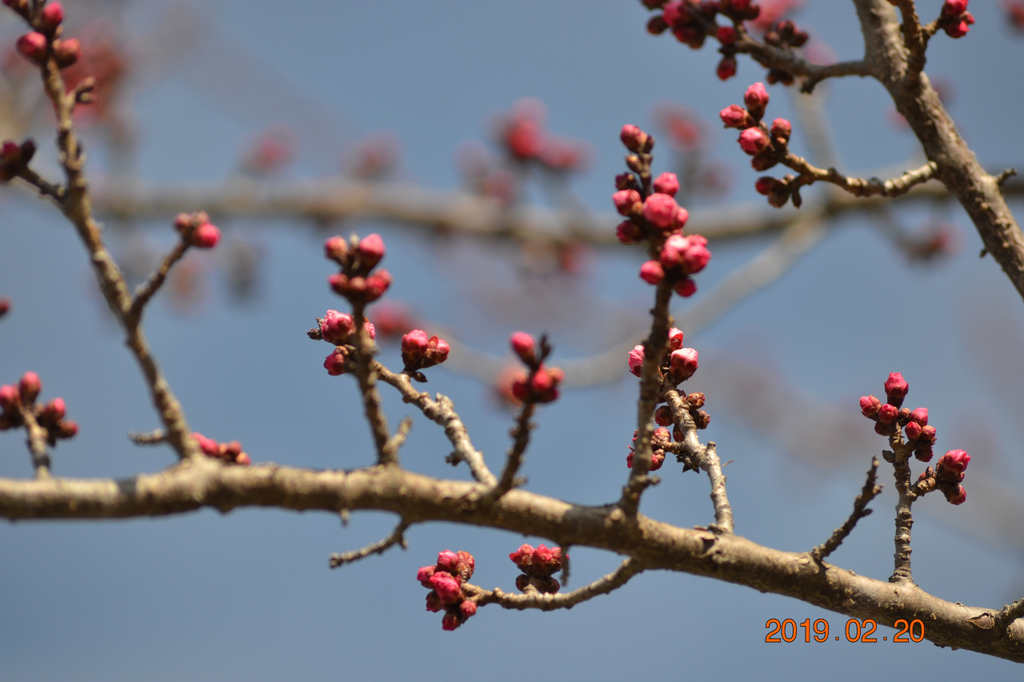 f:id:masatdm1951:20190220142945j:plain