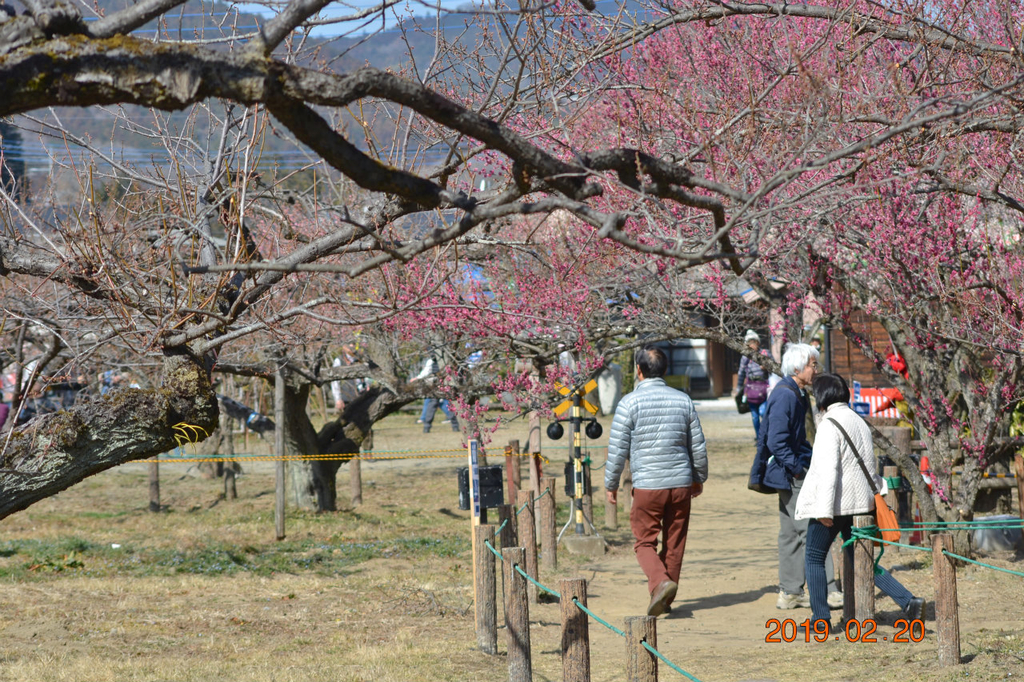 f:id:masatdm1951:20190220143016j:plain