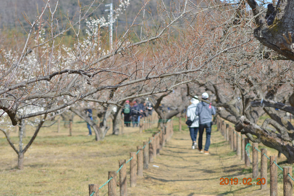 f:id:masatdm1951:20190220143022j:plain