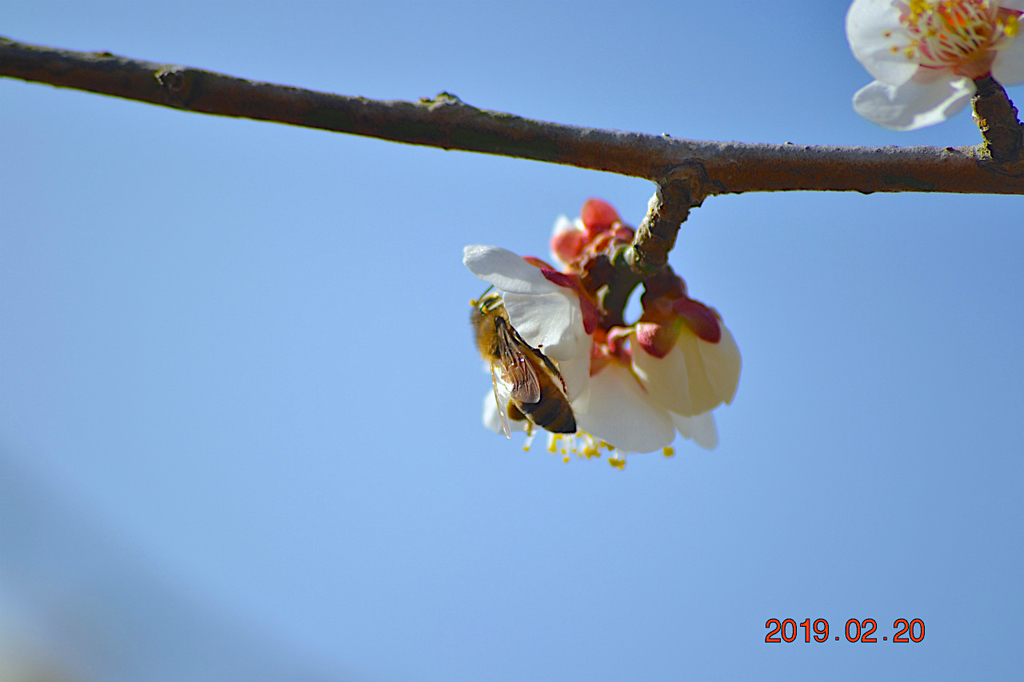 f:id:masatdm1951:20190220143045j:plain