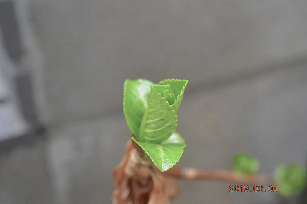 f:id:masatdm1951:20190306184452j:plain f:id:masatdm1951:20190306184452j:plain