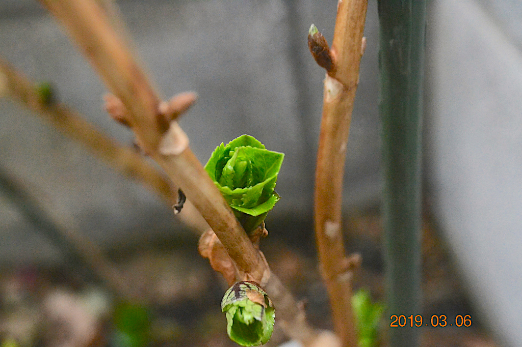 f:id:masatdm1951:20190306184533j:plain f:id:masatdm1951:20190306184533j:plain