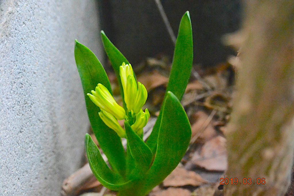 f:id:masatdm1951:20190306184601j:plain f:id:masatdm1951:20190306184601j:plain