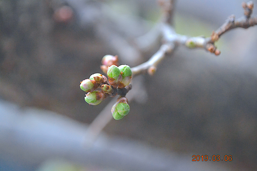 f:id:masatdm1951:20190306184659j:plain f:id:masatdm1951:20190306184659j:plain