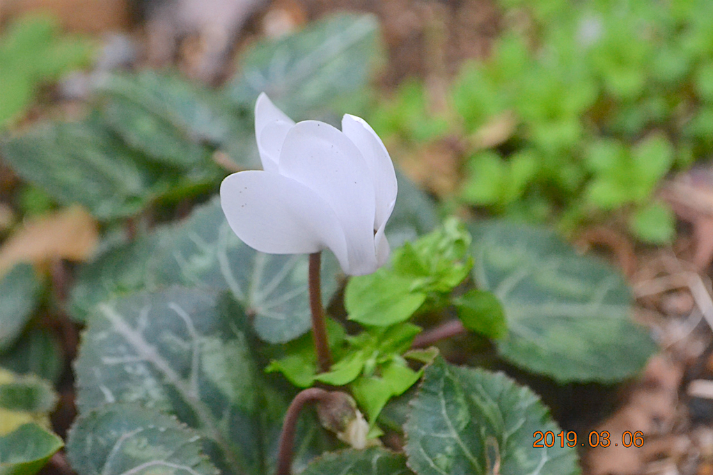 f:id:masatdm1951:20190306184705j:plain f:id:masatdm1951:20190306184705j:plain