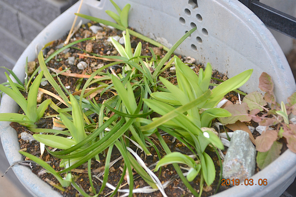 f:id:masatdm1951:20190306184716j:plain f:id:masatdm1951:20190306184716j:plain