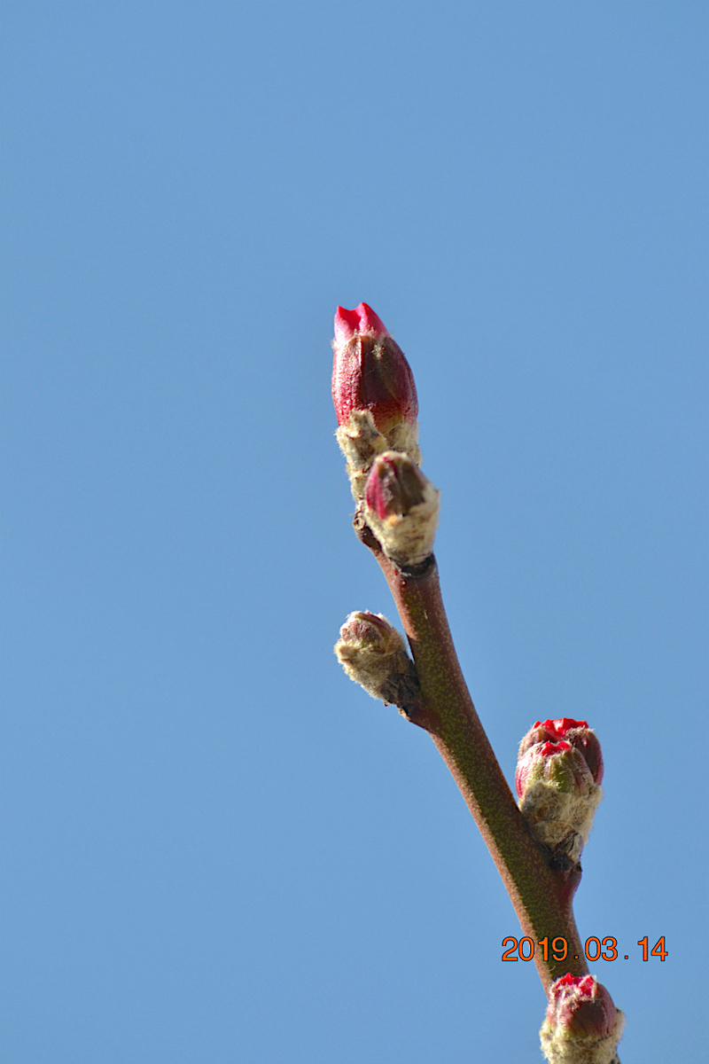 f:id:masatdm1951:20190314091659j:plain