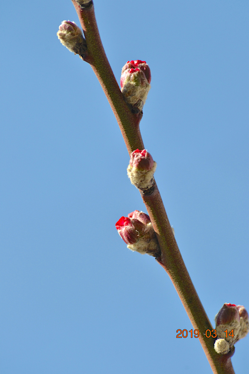 f:id:masatdm1951:20190314091706j:plain