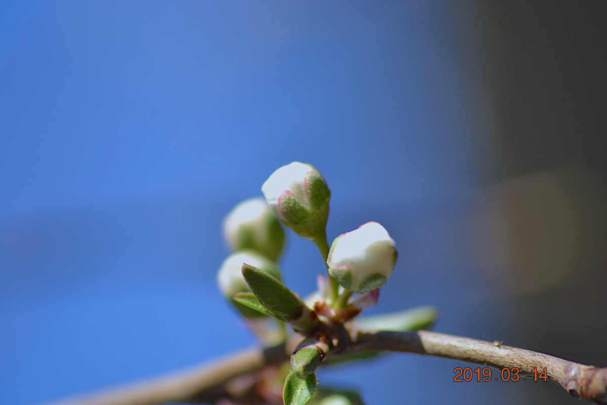 f:id:masatdm1951:20190314091828j:plain