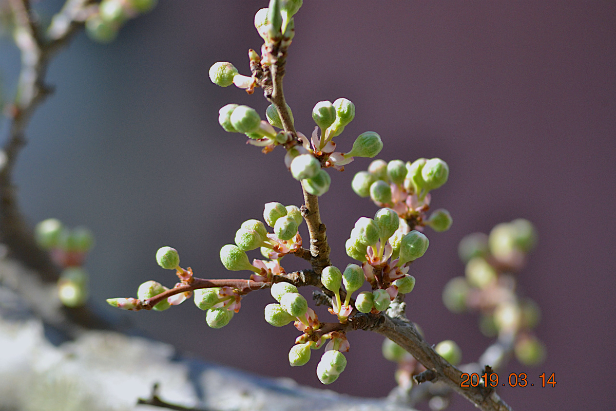 f:id:masatdm1951:20190314091836j:plain