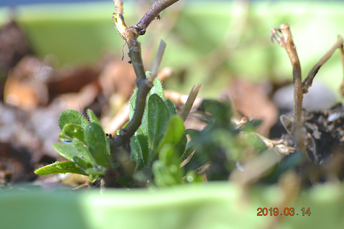 f:id:masatdm1951:20190314091919j:plain