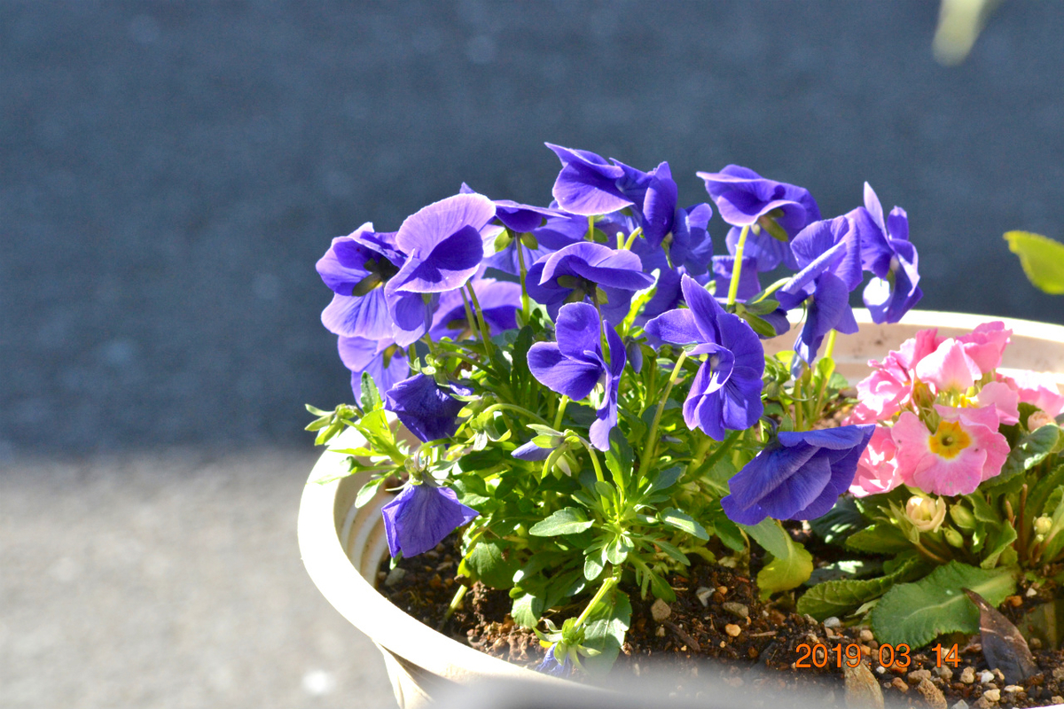 f:id:masatdm1951:20190314091937j:plain